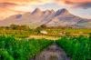 Chenin heyday: How one grape became South Africa's star at DWWA 2026