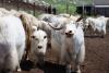 Kyrgyzstan officially registers new breed — white yak