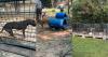 3 Animal Abusers Arrested After 58 Dogs Rescued From Alleged Underground Dogfighting Ring in South Carolina