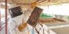 Oman honey output nears one million kilogrammes