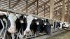 U.S. dairy industry supports administration’s actions on market access into Canada