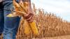 NCGA’s Frostic: Input Cost Gap With Brazil Bigger Than Expected, But Glyphosate Win Shows Progress