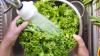 Taylor Farms still most likely source of cyclospora outbreak, FDA says