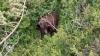 Woman attacked by brown bear while hiking Alaskan trail