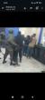 Mozambique: Authorities must immediately open investigation into summary execution of Narciso Castigo Sambo