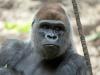 Swiss conservationists want Basel zoo gorilla breeding to stop