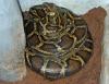 Florida Confirms New Burmese Python Breeding Hotspot Outside the Everglades, Alarming Wildlife Experts