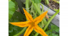 Gardening in July