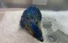 Four arrested after hedgehog painted blue and yellow