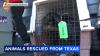 Shelter pets rescued from Texas floods arrive at Brandywine Valley SPCA in Delaware