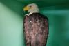 Famous bald eagle Jackie recovering from attack in California