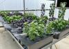 MSU workshop trains on hydroponic farming
