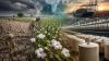Pakistan's Cotton Paradox: Exporting Textiles, Importing Cotton