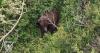 Woman attacked by bear while hiking with friend and dogs in Alaska