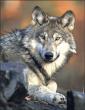 Idaho wolf population drops