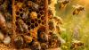 Scientists studying bee brains found how colonies coordinate without a central controller