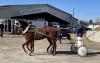 University of Idaho Extension launches statewide horse owner education program