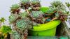 Monsoon Gardening: 5 Plants You Should Avoid Planting During the Rainy Season