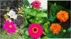 Gardening Hacks: 3 Flowering Plants That Bloom Through the Seasons