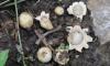 'Cape Verde' earthstar found in Beijing's Shunyi district, expanding the city's macrofungal species list
