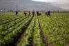 ‘No Amnesty’ Calls Grow Over Bill To Aid Immigrant Farm Workers