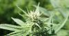 Minimal oversight allows hazards in legal hemp products