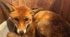'Medical mystery' fox turned out to be 'high on cannabis'