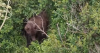 Hiker injured in south Anchorage bear attack