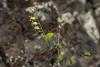 A Native California Wildflower Isn’t Keeping Up with Climate Change