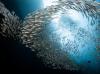Microplastic pollution hits fish hardest during spawning season