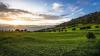 Williamson Tea Kenya, Kapchorua Tea pay George Williamson US$4.5M dividends and royalties