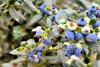 Zimbabwe's blueberry exports debut in China