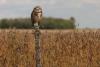 Argentina pushes reform to ease foreign purchases of rural land