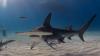 Will Florida be featured on Shark Week 2026? Here's when it starts