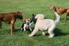New York State Agriculture Department Announces Revised Import Re...