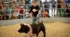 South Dakota State Fair going 'Hog Wild for a Better Barn'