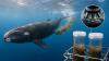 How whale poop is helping scientists understand how southern right whales adapt to climate change
