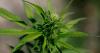 Arizona marijuana recall: possible fungus found in 2 products