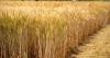 ADM, General Mills, Walmart to transform 40,000 US acres with regenerative agriculture