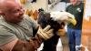 Internet-Famous Bald Eagle Found Alive After Mysterious Disappearance