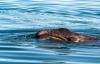 NOAA finds gray whales have increased in population along US West Coast over the past year