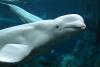 6 Belugas Once at Risk of Euthanasia Begin Their Move to the U.S. from Shuttered Marine Park