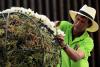 The Flower Farmers Behind Medellin’s Biggest Parade: Meet the Silleteros of Santa Elena
