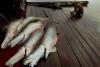 Amazon's Most-Consumed Fish Carry Microplastics: A Basin-Wide Food Security Crisis