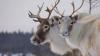 Quebec's captive caribou population grows after 16 fawns are born