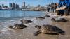 29 cold-stunned sea turtles released into North Carolina waters after extended recovery as Atlantic Ocean stayed too cold