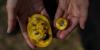 Pawpaw Ale-8 returns for second summer, highlighting Kentucky State research