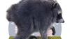 Proclamation planned for Jimothy, the famous Seattle raccoon