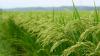 Two reasons agriculture still underperforms