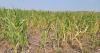 Beware of nitrate poisoning in livestock